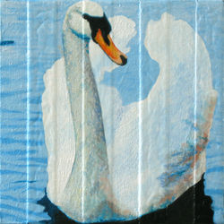 Swan 2