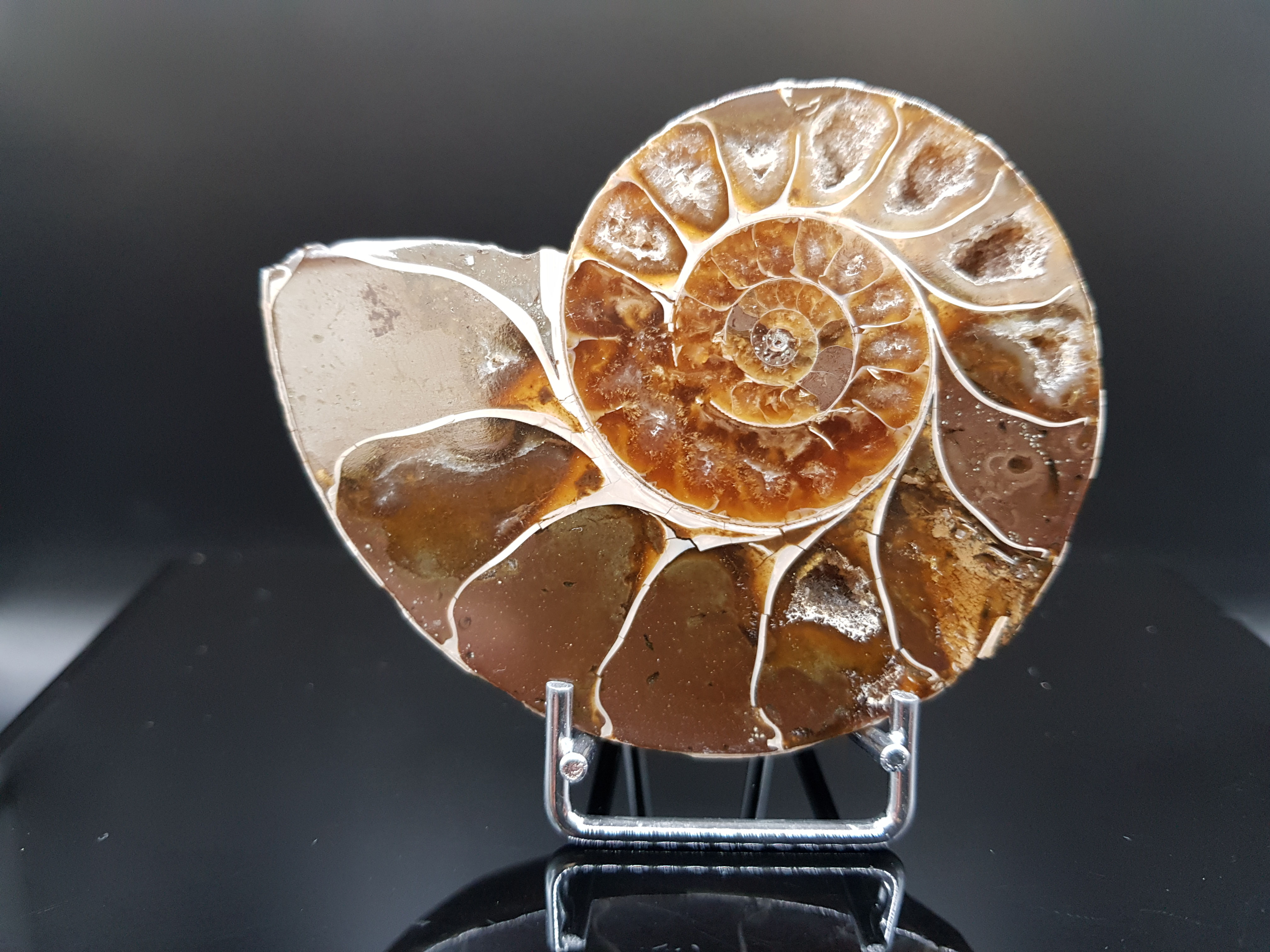 Ammonite - Ammolite ∅ 8cm