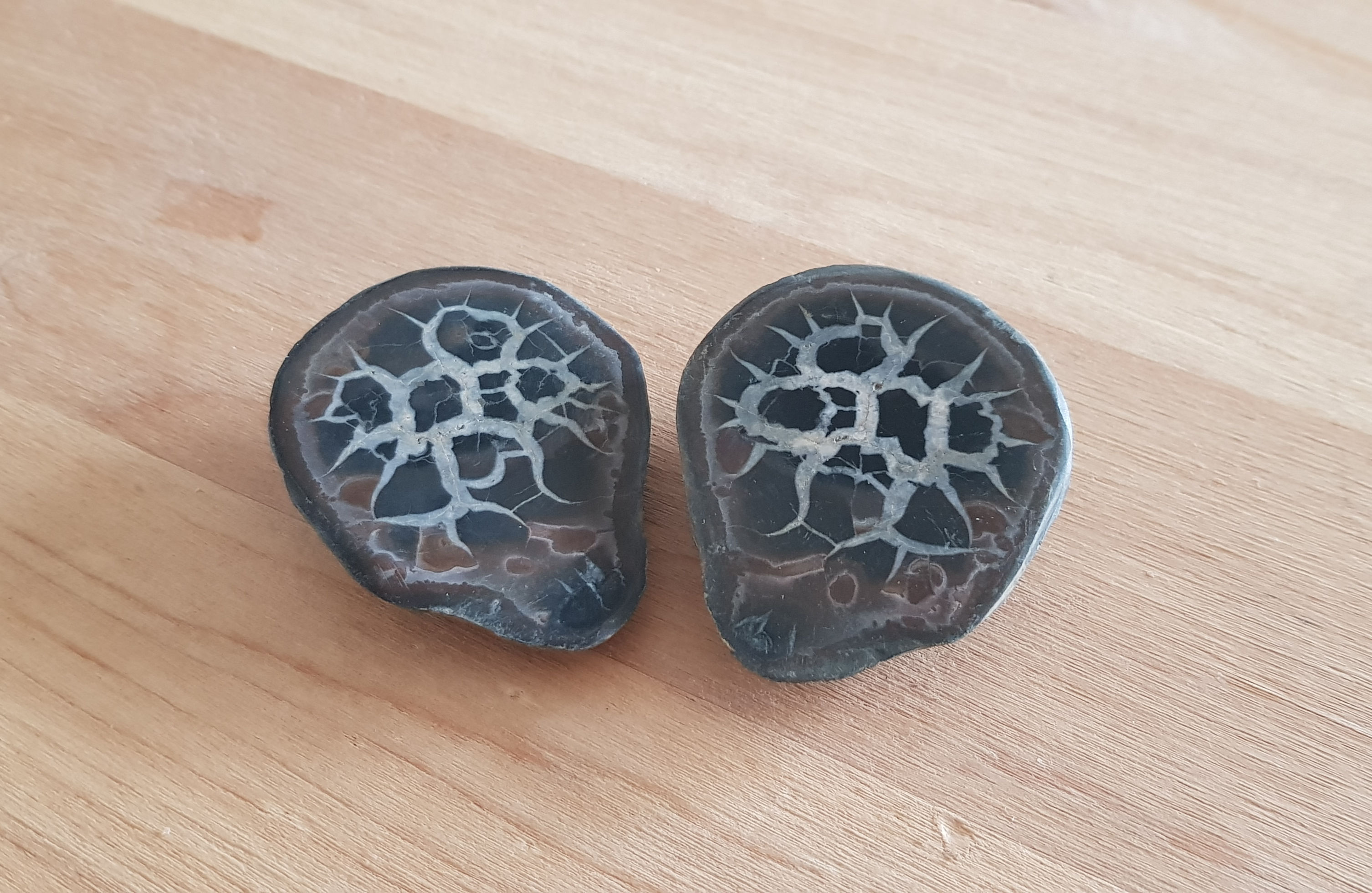 Septaria noire / Nodules à Septaria  9 / 7cm