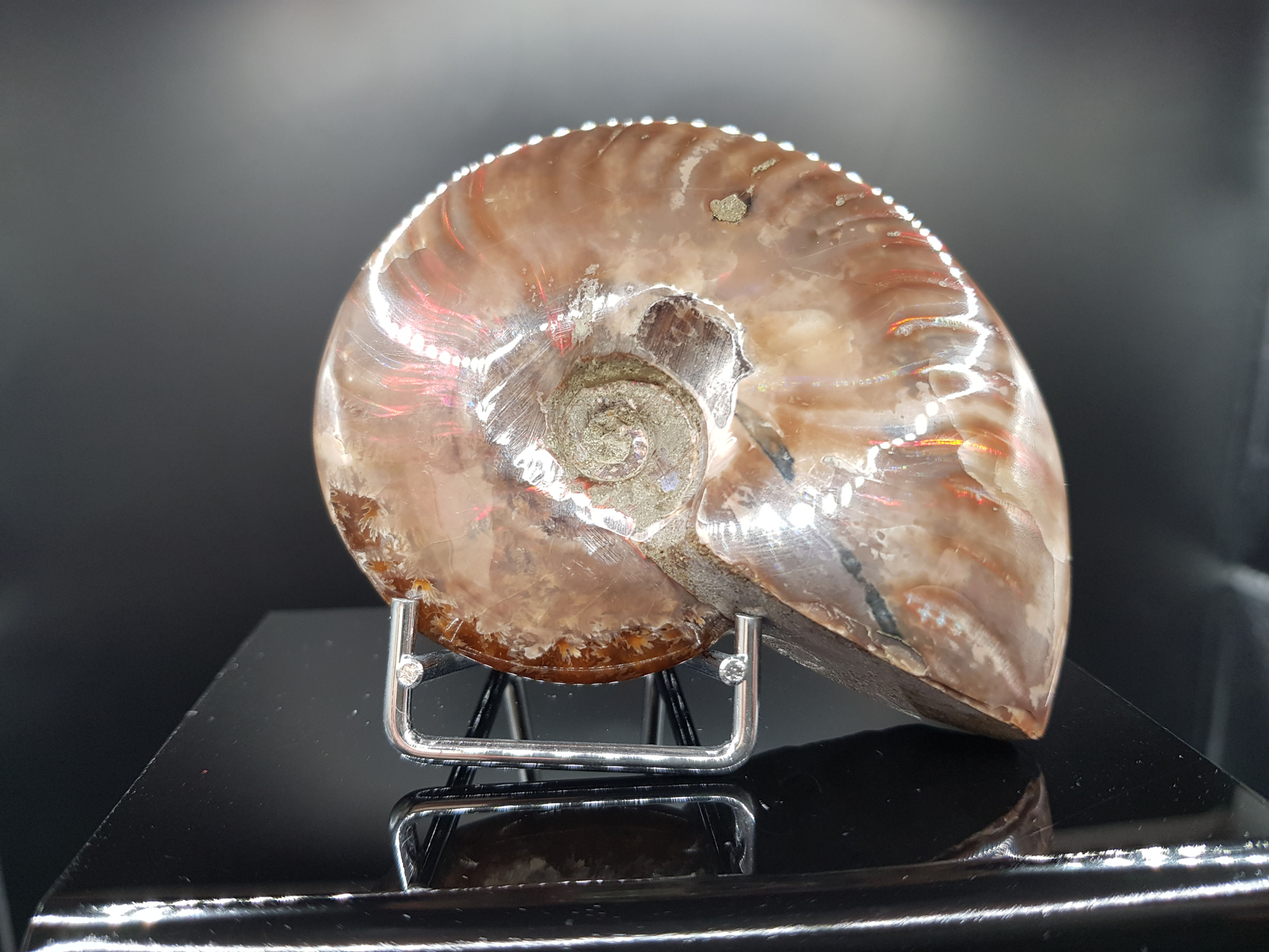 Ammonite - Ammolite ∅ 8cm