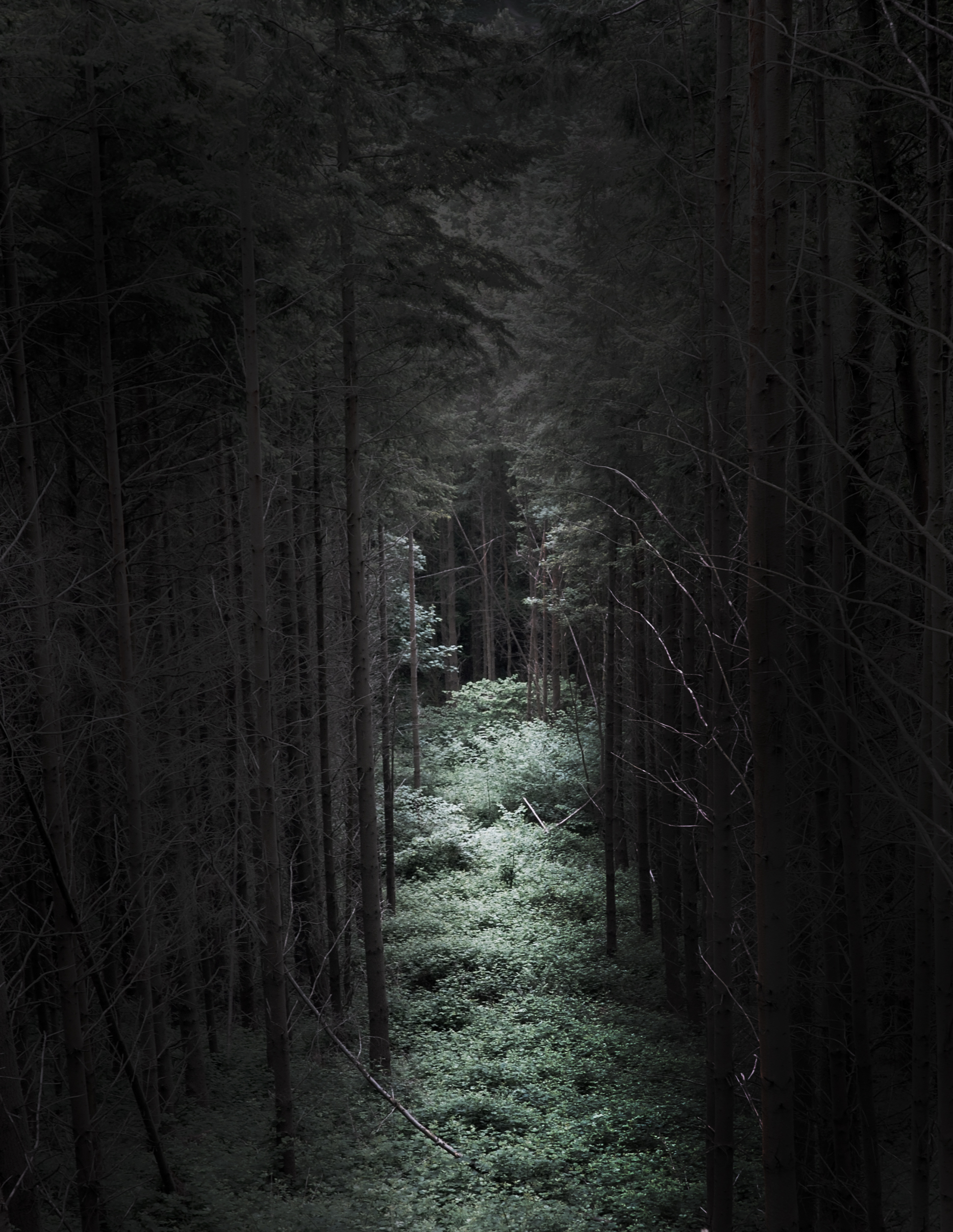 the track through the woods