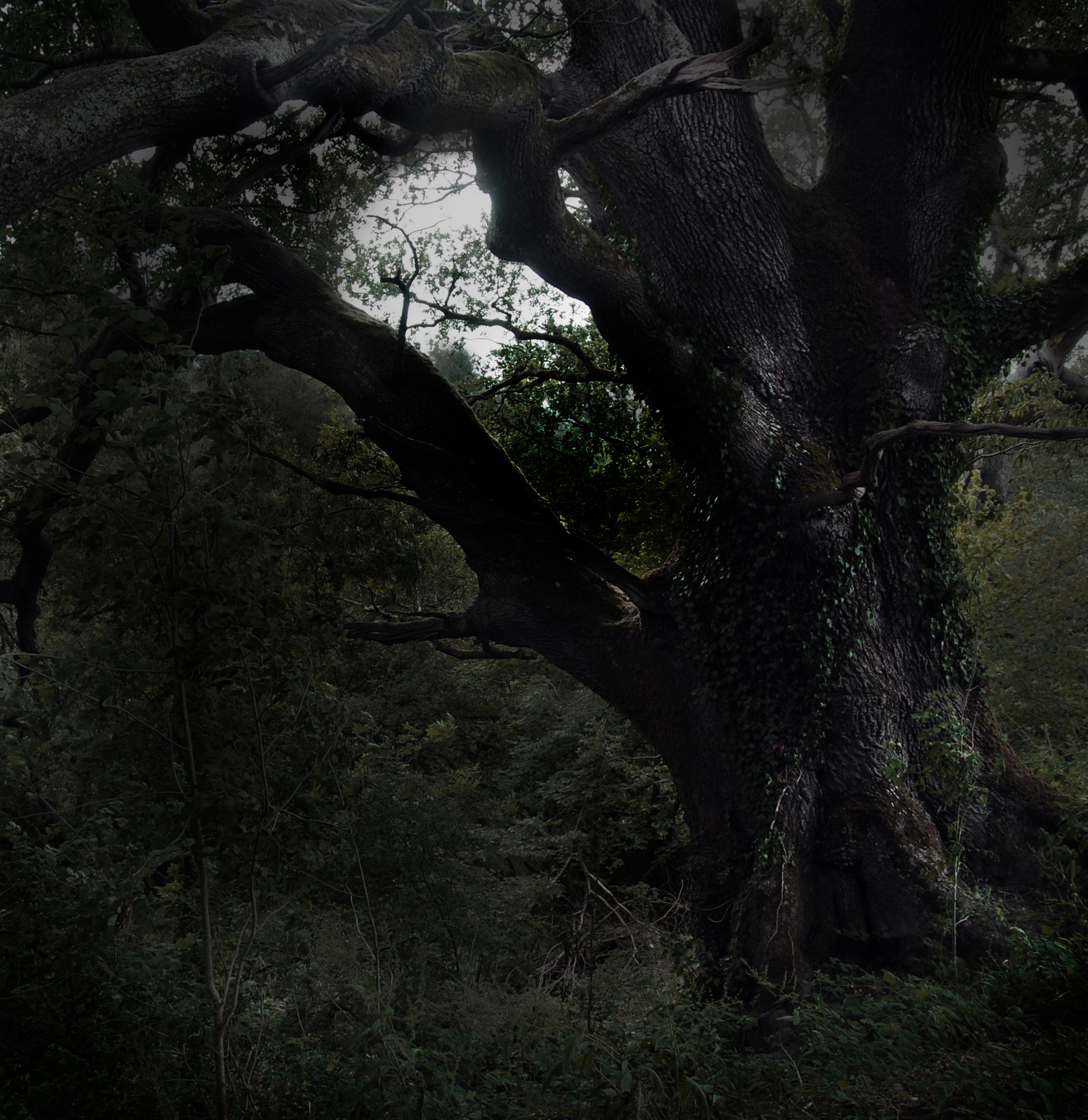 moonrise & oak