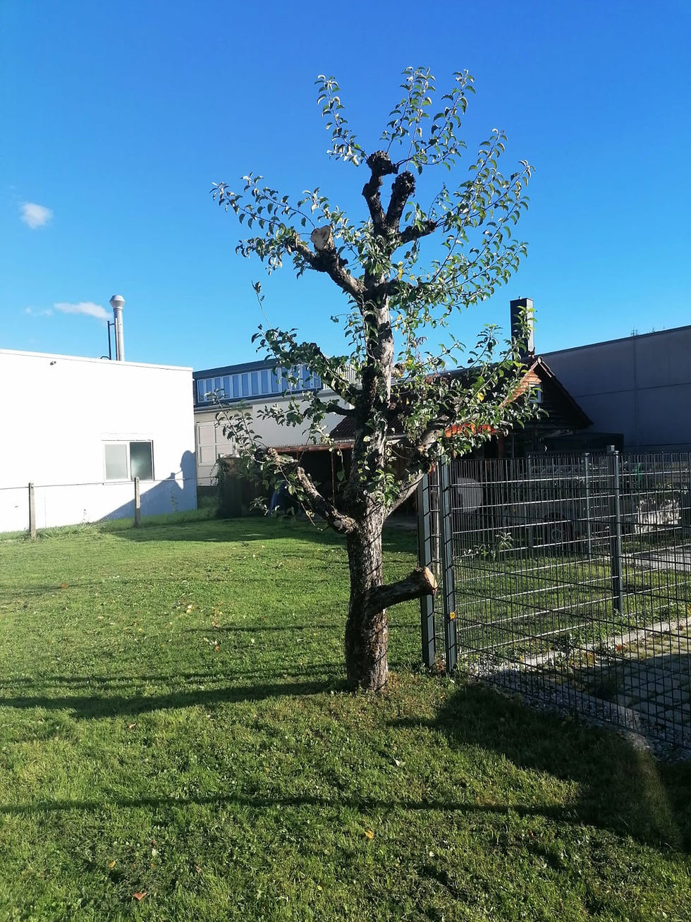 Professionelle Garten- und Baumpflege in Mössingen & Umgebung