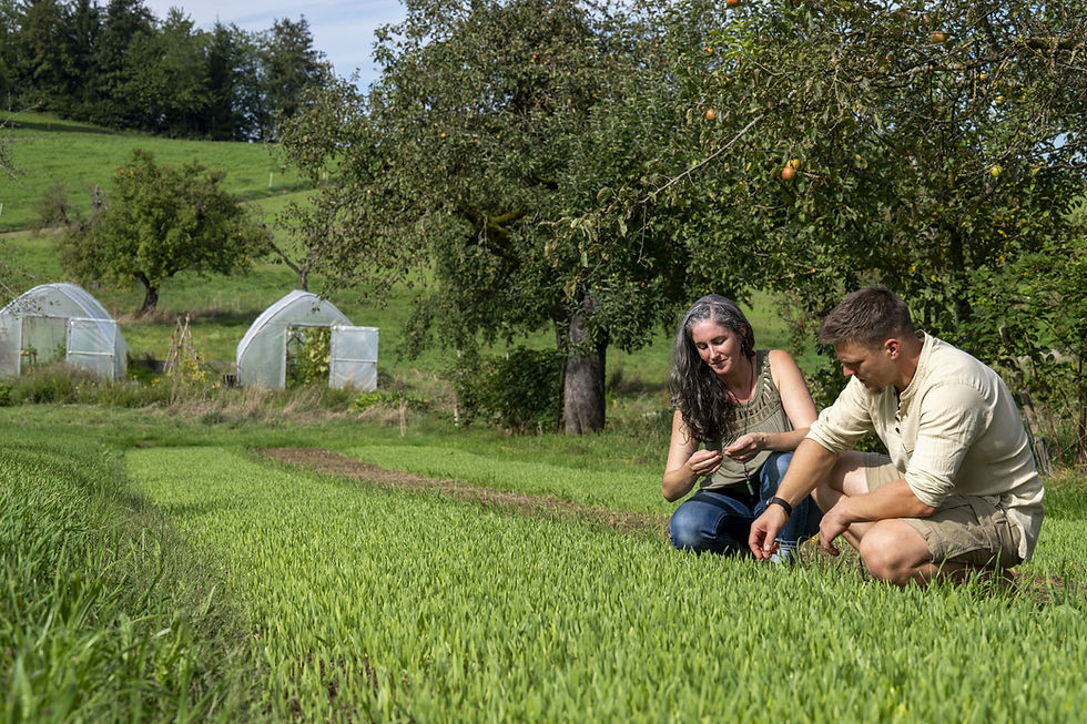 Miniaturbild: Bio Gerstengrassaft - Pulver