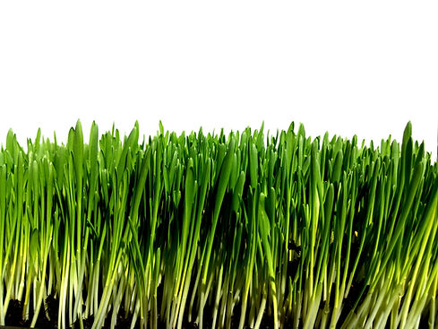 gerstengras horizont.jpg