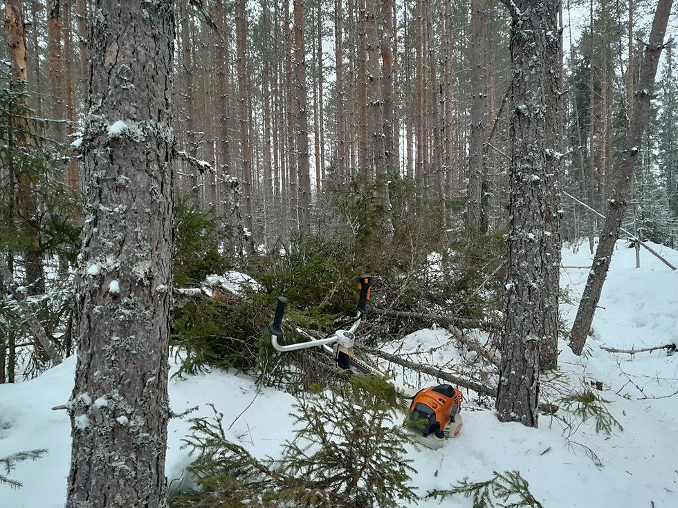Metsäpalvelut-raivaussaha-puunraivaus-puukauppa-Tuupovaara-Ilomantsi-Kiihtelysvaara-Eno-Me