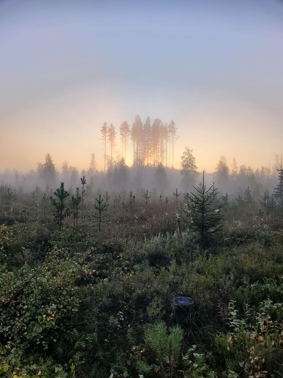 Metsäpalvelut-Puumalainen-Puunhoito-Puukauppa-Tuupovaara-Kiihtelysvaara-Eno-Ilmantsi