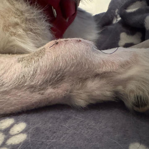 Qualifizierte zertifizierte Tierphysiotherapeutin in Essen Ruhrgebiet NRW Intakt Tierphysiotherapie Pferdephysiotherapie Hundephysiotherapie Katzenphysiotherapie Pferdeosteopathie Hundeosteopathie