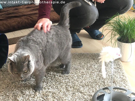 Katzenphysiotherapie - Kater Rocky
