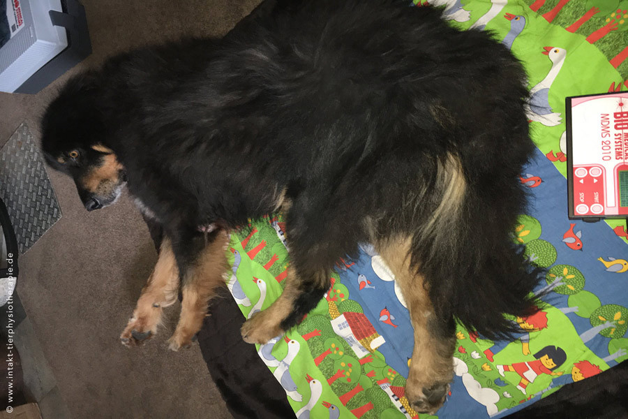 HUND I KATZE I PFERD I ESSEN NRW