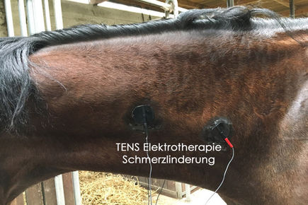 Elektrotherapie TENS beim Pferd