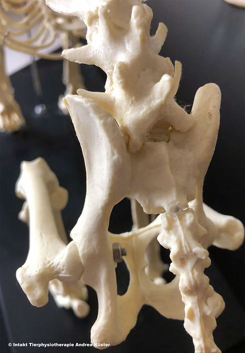 Tierphysiotherapie Hundephysiotherapie Katzenphysiotherapie Pferdephysiotherapie