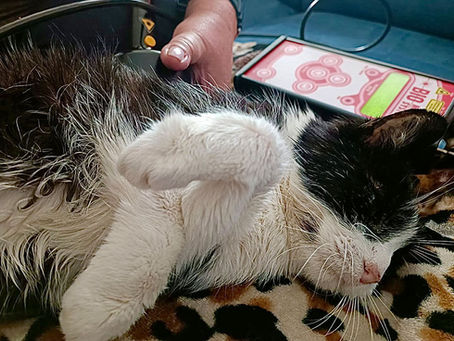 Ellenbogendysplasie Lahmheit bei der Katze