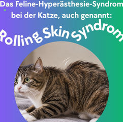 Rolling-Skin-Syndrom bei Katzen - Katzenphysiotherapie - Intakt Tierphysiotherapie Andrea Küster in Hattingen