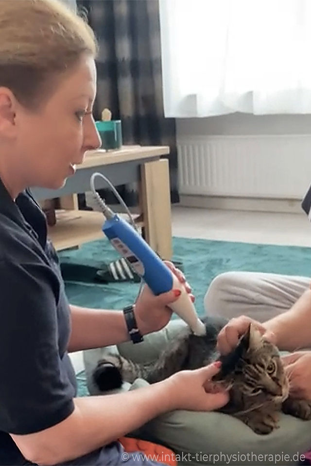 Katzenphysiotherapie