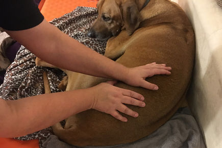 Arthrose beim Hund - Wenn`s zwickt und zwackt ...