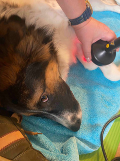 Intakt Tierphysiotherapie Hundephysio Ruhrgebiet Essen Umkreis NRW 