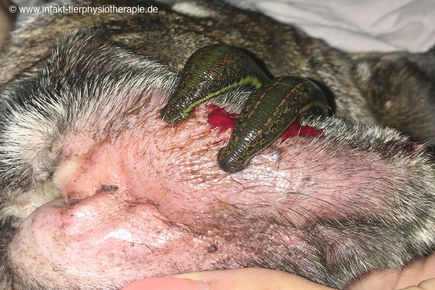 Blutegelbehandlung beim Hund - Blutohr