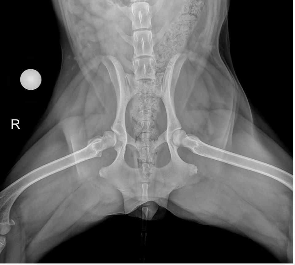 Hüftgelenks-Dysplasie beim Hunde-Welpen, Hundephysiotherapie