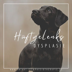 Tierphysiotherapie, Hüftgelenksdysplasie, Hundephysiotherapie, Katzenphysiotherapie
