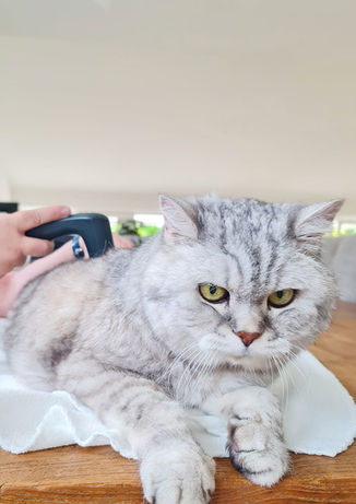 Schallwellen Schmerztherapie Arthrosekatze Bandscheibenvorfall Katzenphysiotherapie