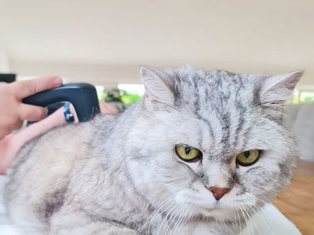 Novafon - Schmerztherapie Katzenphysiotherapie, Hundephysiotherapie, Pferdephysiotherapie