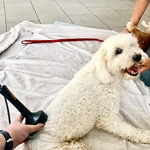 Bandscheibenvorfall beim Hund