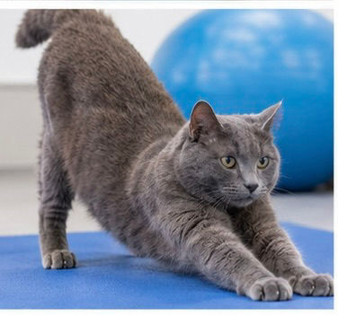 Wann ist eigentlich Physiotherapie für Dein Tier sinnvoll?
