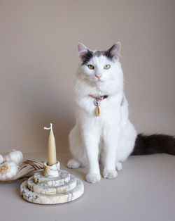 Maru the Cat