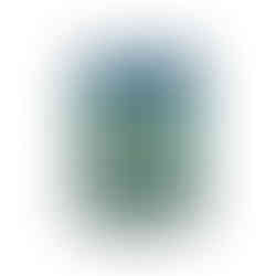 Stellar Miracle Pokemon