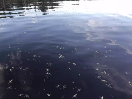 Fall Lake Fishing Report for June 21st