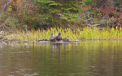 Otters in the BWCA, reat wildlife in the BWCA