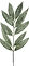 whitewillowleaf.jpeg