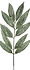 whitewillowleaf.jpeg