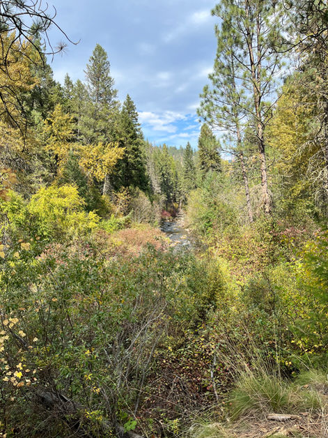 Photo taken  along the Rattlesnake Trail, Missoula
