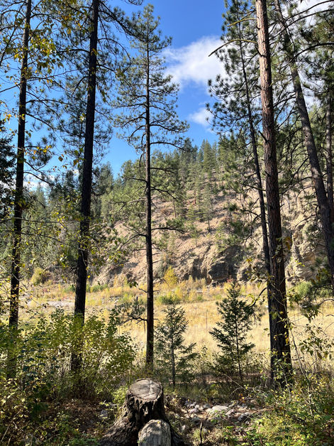 Photo taken  along the Rattlesnake Trail, Missoula