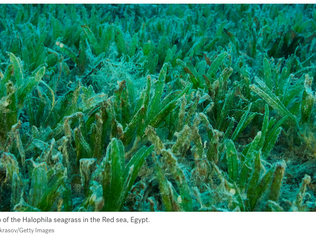 Dr. Lieurance featured in ABC News article "Invasive ocean species detected in Florida waters"