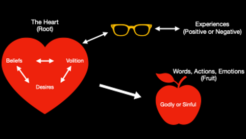 A red heart symbolizing the root of beliefs, desires, and volition that are interpreted through experiences, producing words, actions, and emotions as fruit, either godly or sinful.