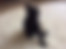 sahiplendirme için kedi ilanlari gösteren ikinci küçük fotoğraf