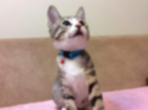kedi sahiplendirme ilanları