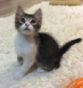 kedi sahiplendirme ilanları
