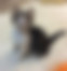 kedi sahiplendirme ilanları içinde birinci resmin ikon boyutu