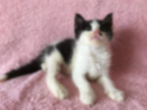 kedi sahiplendirme ilanları