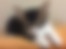 ücretsiz kedi sahiplendirme ilanları arasında üçüncü sıradaki ikon