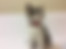 sahiplendirme için kedi ilanlari gösteren ikinci küçük fotoğraf