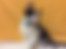 sahiplendirme için kedi ilanlari gösteren ikinci küçük fotoğraf