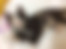 kedi sahiplendirme ilanları gösteren 5 numaralı fotoğraf sembolü