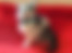 sahiplendirme için kedi ilanlari gösteren ikinci küçük fotoğraf
