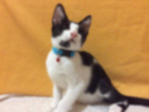 kedi sahiplendirme ilanları