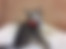 sahiplendirme için kedi ilanlari gösteren ikinci küçük fotoğraf
